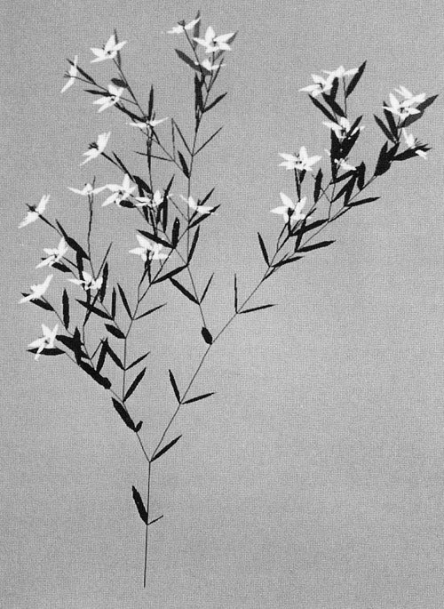 The Algorithmic Beauty of Plants