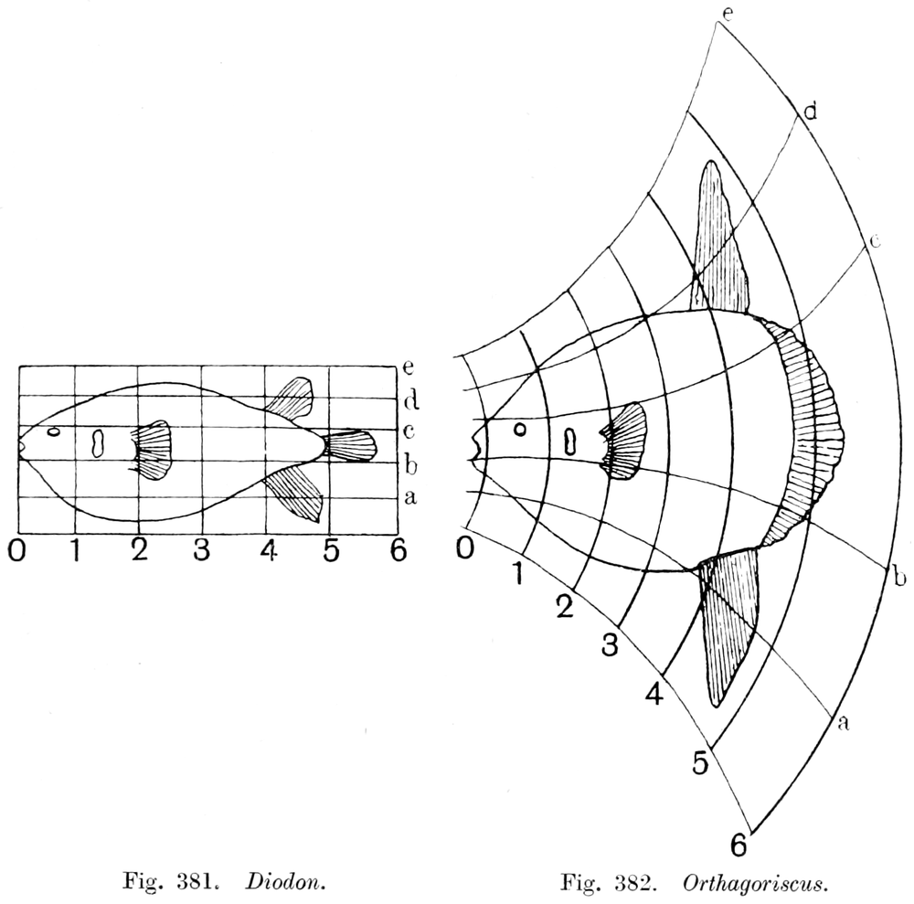 On Growth and Form